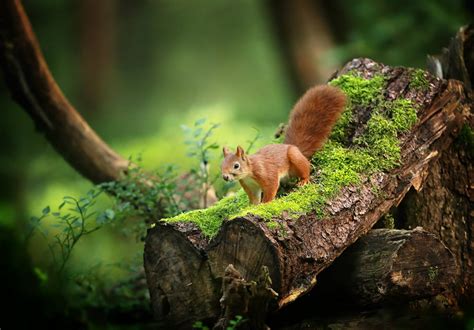 Wood Moss Green Plants Nature Squirrel Animals Wallpapers Hd