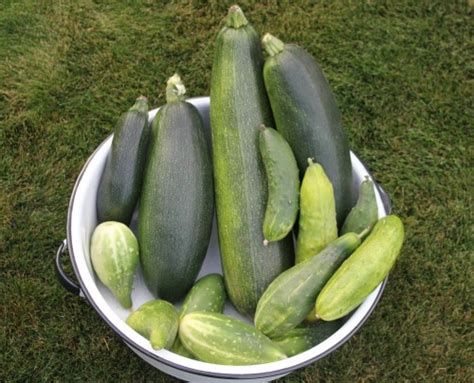 Mavis Garden Blog Zucchini Season Is Officially Over One Hundred