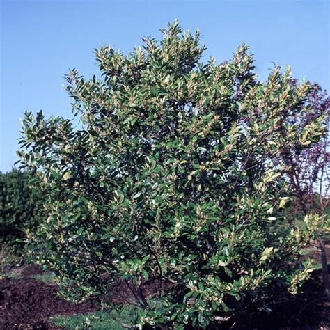 Prunus Caroliniana Monus Bright N Tight Cherry Laurel Siteone