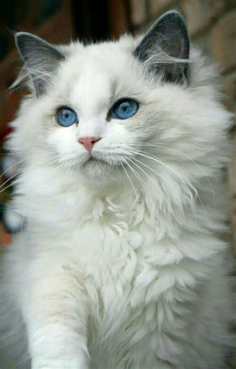 White Fur Blue Eyes Cat Chat Gato Adorable Catlover