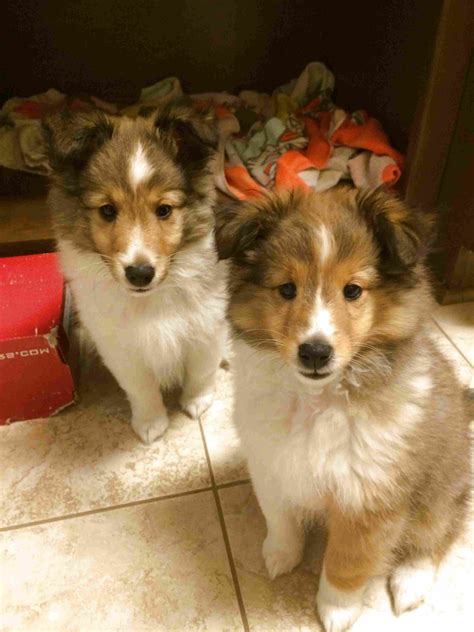 Sheltie Puppies for sale in UK | 52 used Sheltie Puppies