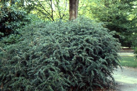 Berberis Verruculosa Landscape Plants Oregon State