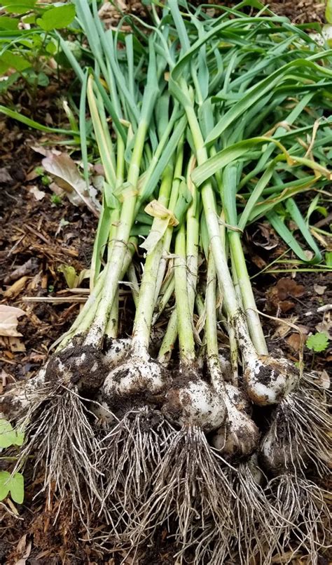 Garlic Tips To Plant And Grow An Essential Culinary Flavor Edible