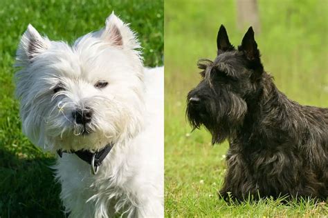 Westie Vs Scottie Whats The Difference Pics Facts Etc