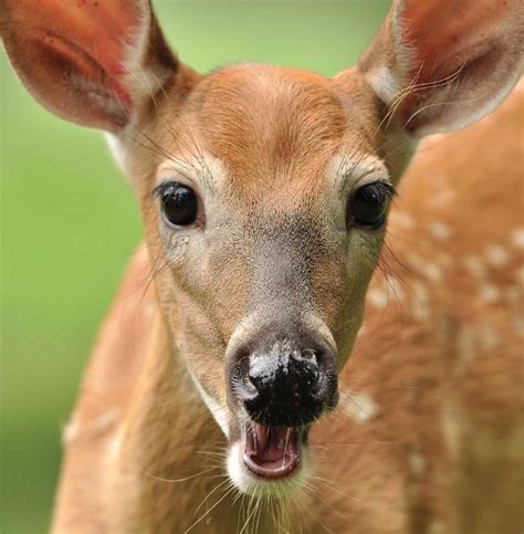 Precocious Fawns Advanced Fawns Typically Become Superior Adults Deer And Deer Hunting