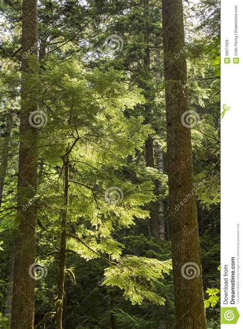 Backlit Evergreens Stock Image Image Of America Forest 58077929