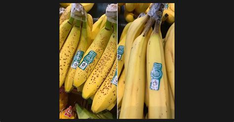 How To Identify Gmo Bananas Families Knowledge