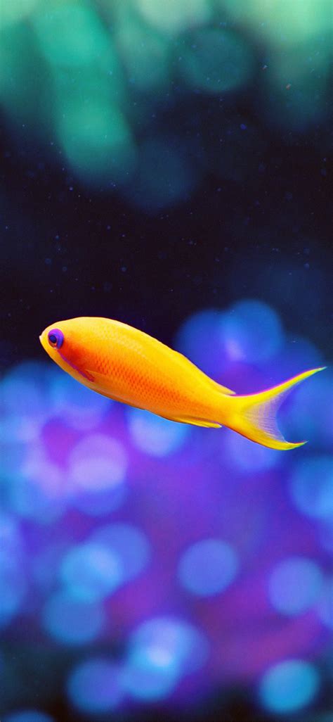 Apple Iphone Wallpaper Mj49 Cute Fish Nemo Ocean Sea Animal Nature