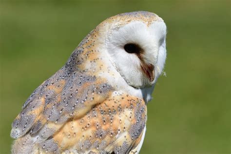 Barn Owl Tyto Alba Stock Image Image Of Fauna Outdoor 122680637