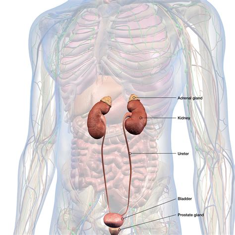 Location Of Adrenal Gland In Human Body Themesfer