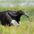 Giant Anteater (Myrmecophaga tridactyla) | about animals