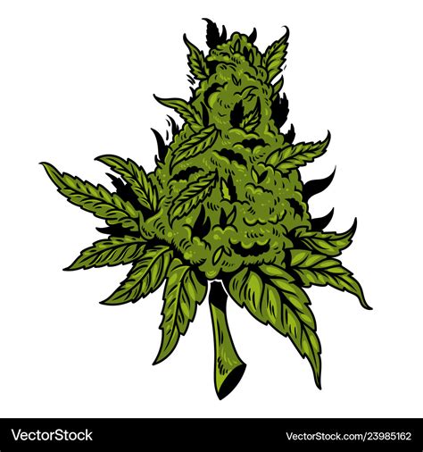 Cannabis Drawing Design Royalty Free Vector Image