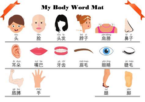 My Body Parts Bundle Mandarin Chinese 身体部位 Teaching Resources