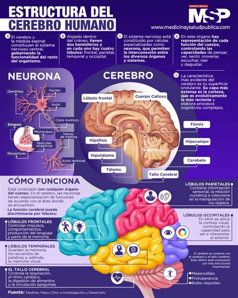 Estructura Del Cerebro Humano Infografia By Msp Med Tac