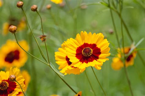 Coreopsis Floridas State Wildflower Will Drive You Wild Artistree