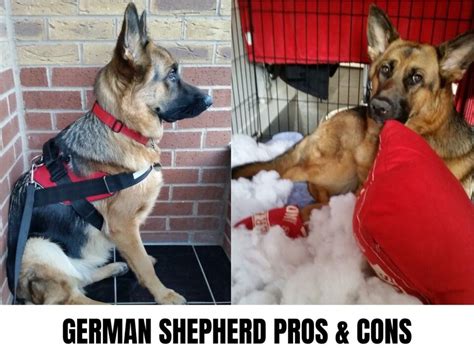 German Shepherd Pros And Cons What To Consider Before Buying World
