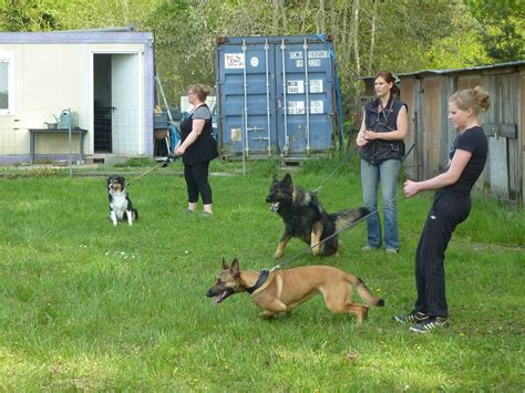 Education canine & Dressage - PLIX - L'école du chien - Dressage