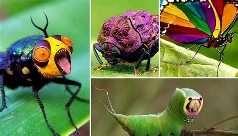 Insects A Guide To The Amazing World Of Bugs