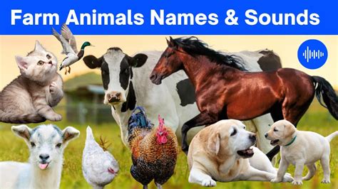 Farm Animals Sounds Animal Sounds Effect Animals Sounds And Names