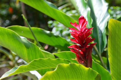 25 Wonderful And Exotic Tropical Rainforest Plants With Photos And Facts Outforia 2022