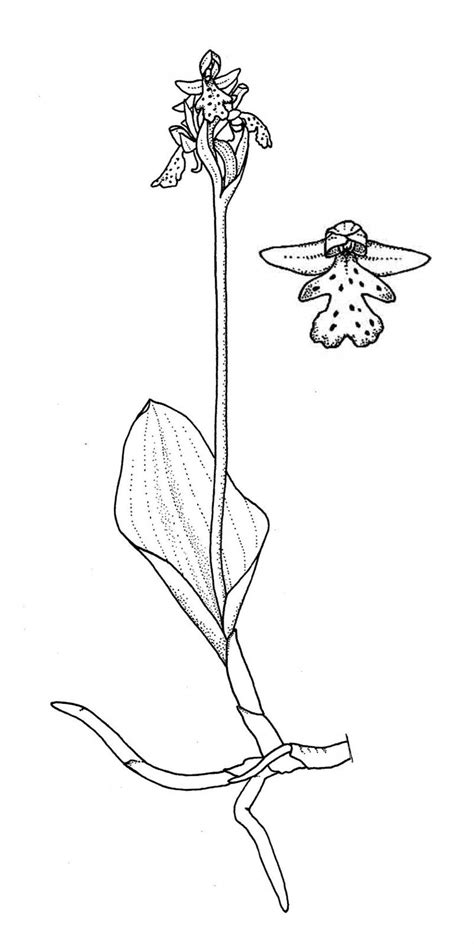 Gallery Galearis Rotundifolia Small Roundleaf Orchid Flora Of