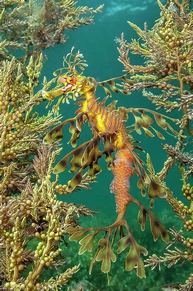 Leafy Seadragon Phycodurus Eques Demonstrates Our Beautiful Pictures