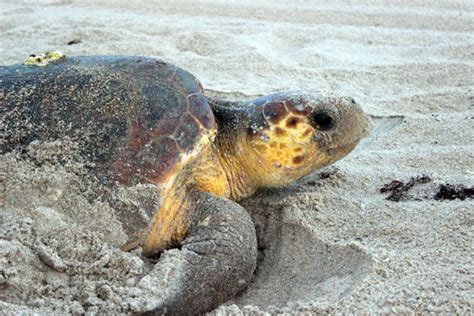 Turtle Nesting Season Off To A Good Start In St Augustine