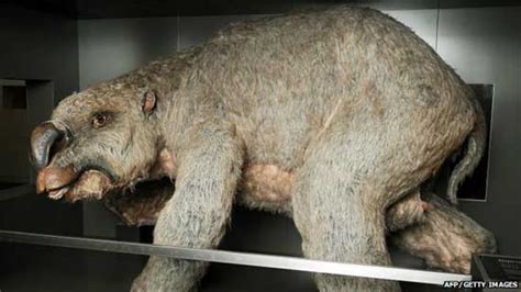 Biggest Fossils Of Most Amazing Extinct Animals Ever Discovered Most