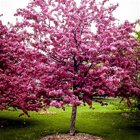 Buy Robinson Crab Apple Trees Online The Tree Center