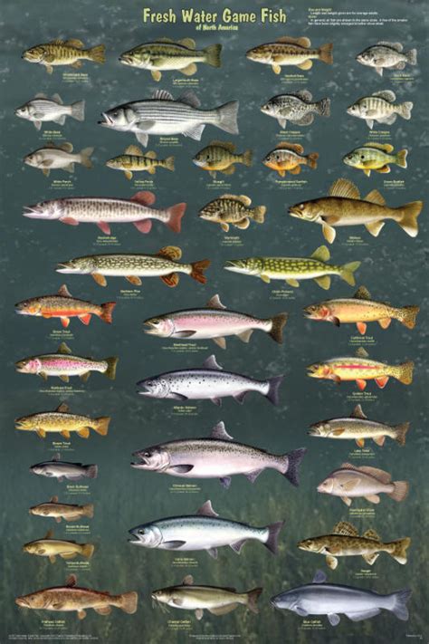Freshwater Game Fish Species