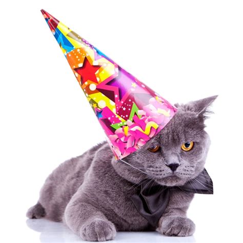 How To Throw A Birthday Party For Your Cat Catster
