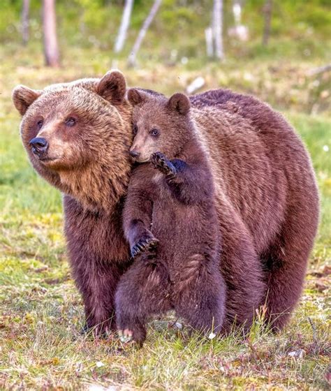 12 adorable moments between mom bears and their teddy bear cubs