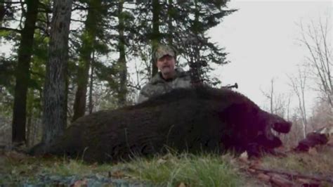 Hunting Wild Boar Archery Hunter Gets Two Massive Boars Youtube
