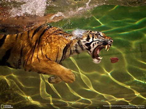 Hungry Tiger Goes For A Swim To Grab A Piece Of Meat Amazing Photo Of