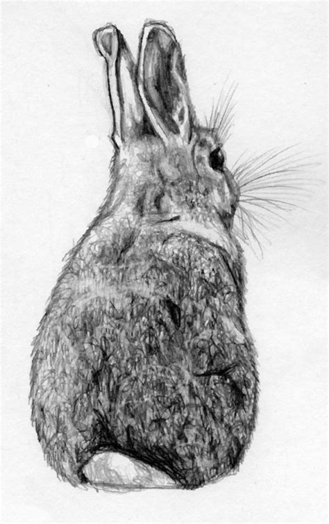 Rabbit Sketch By Nemki On Deviantart Rabbit Drawing Bunny Art