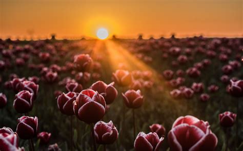 Download Wallpaper 3840x2400 Tulips Horizon Sunlight Field 4k Ultra