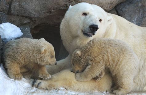Baby Polar Bears In Moscow Zoo First Steps With Mom Sputnik