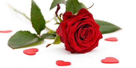 Mawar merah punya makna perasaan atau emosi yang mendalam warna bunga mawar pink ini bisa menyampaikan emosi yang halus seperti kekaguman, sukacita dan rasa syukur. CERITERA..CITA & CINTA: MAKSUD WARNA BUNGA ROS