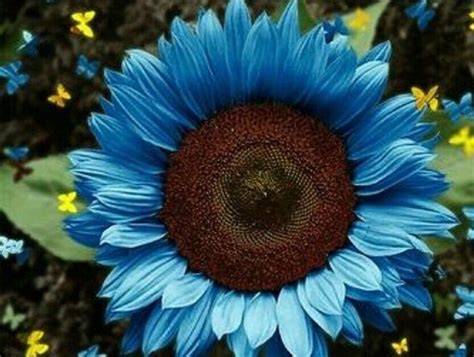 50 Seeds Blue Sunflowers Huge Planting Sunflower Garden Large Etsy