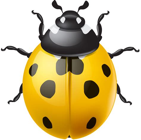 Ladybug Clipart Yellow Ladybug Ladybug Yellow Ladybug Transparent Free