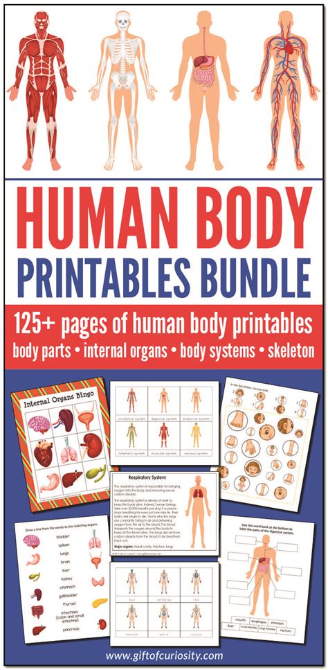 The Human Body Printables Bundle Features More Than 125 Pages Of Human