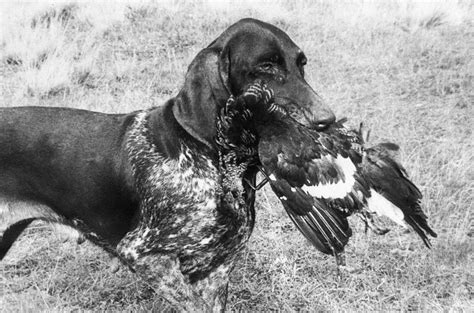 4 Russian Dogs That Were Bred To Hunt Bears And Wolves Russia Beyond