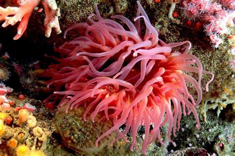 17 Facts You Need To Know About Sea Anemones Before You Add Them Your