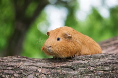 Red Guinea Pig Outdoors In Summer Stock Image Image Of Animal