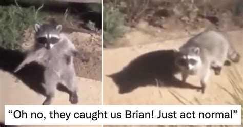 These Raccoons Hilariously Caught In The Act Have Just Gone Viral All