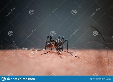 Macro Of Mosquito Aedes Aegypti Sucking Blood Stock Photo Image Of