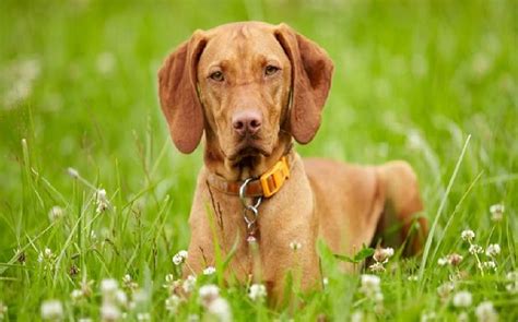 All About Vizsla Dog Breed Origin Behavior Trainability Facts