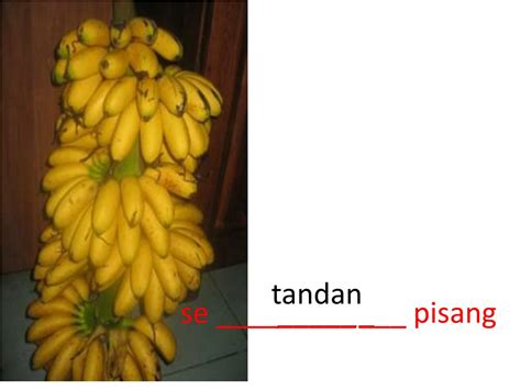 Penjodoh Bilangan Untuk Pokok Pisang 300 Soalan Penjodoh Bilangan