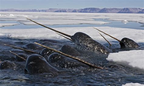 Unicorn Of The Sea Narwhal Facts Stories Wwf