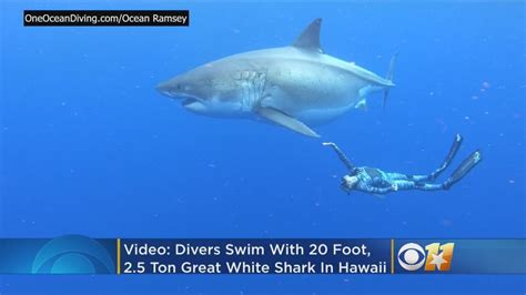 incredible video divers swim with massive 20 foot great white shark in ‘magical encounter